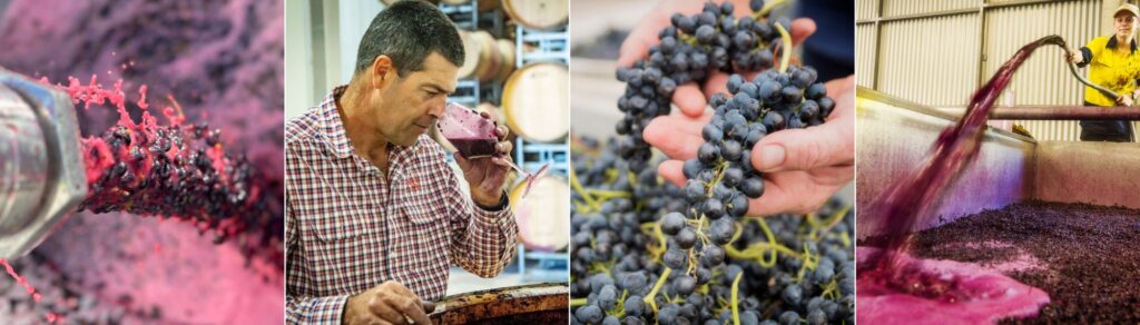 Two Hands Wine Graduate program South Australia uni wine making degree barossa valley vintage jobs