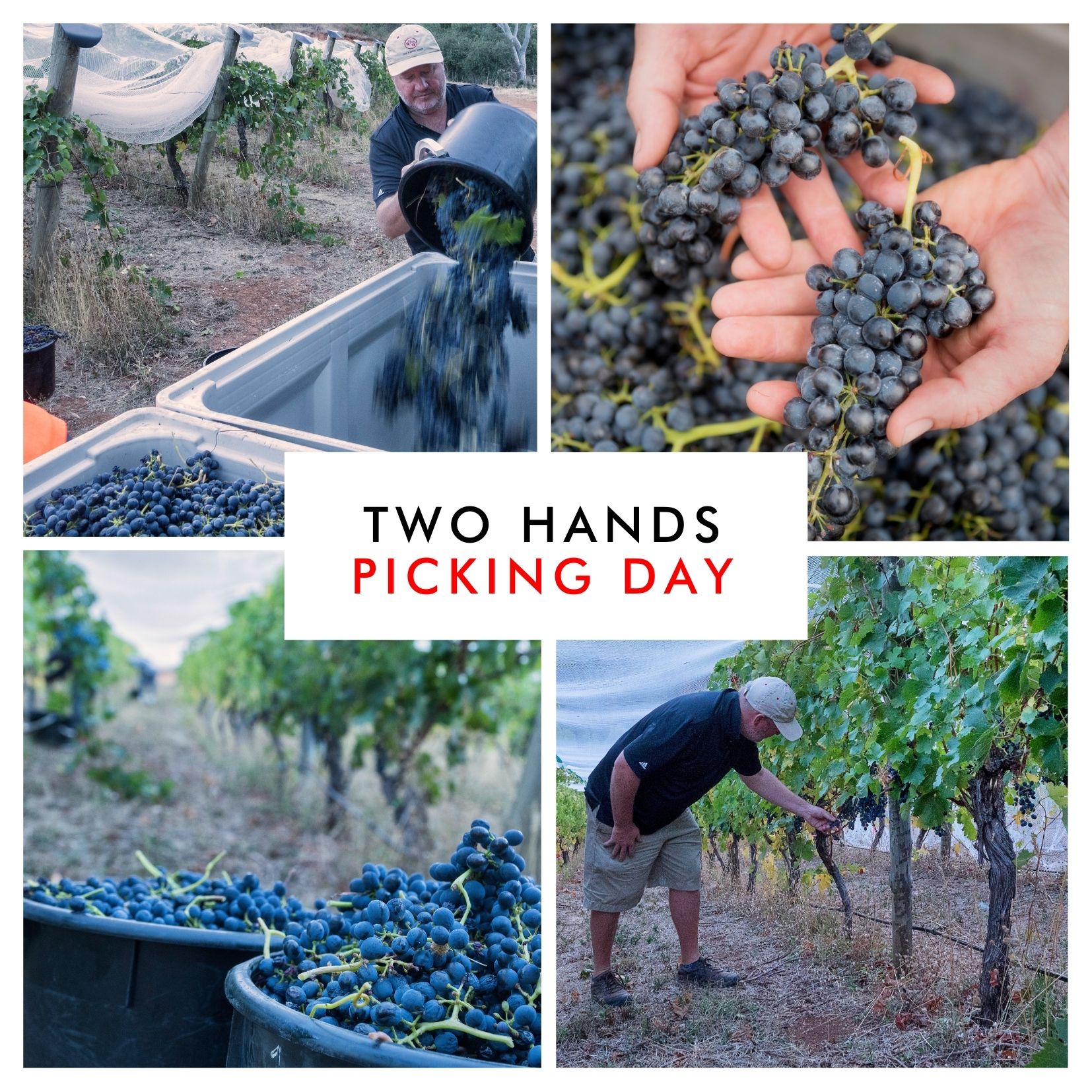 Two Hands Members Picking Day